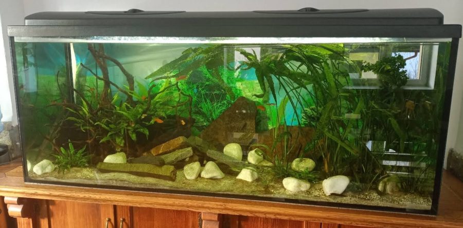 Nasze akwarium